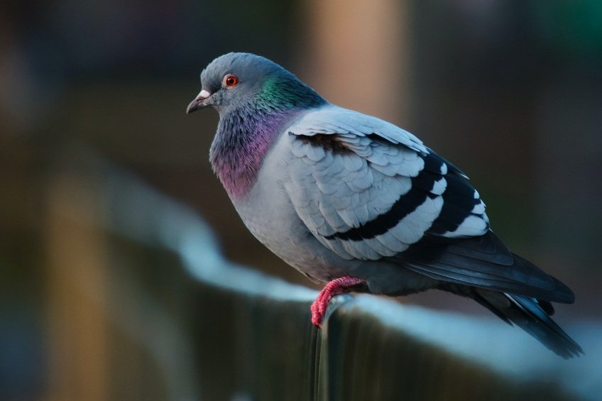 Pigeon sitting on a railing.